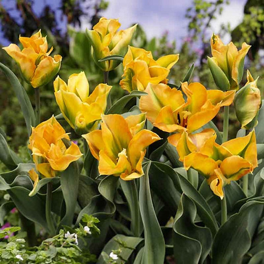 Tulipa 'Golden Artist',Tulip 'Golden Artist', Viridiflora Tulip 'Golden Artist', Viridiflora Tulips, Spring Bulbs, Spring Flowers,Tulipes Viridiflora, Yellow Tulips